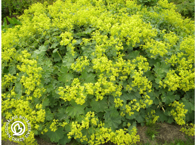 Alchemilla mollis   'Thriller'